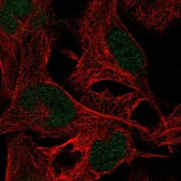 ZNF237 Antibody in Immunocytochemistry (ICC/IF)