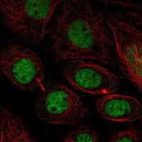MFAP1 Antibody in Immunocytochemistry (ICC/IF)
