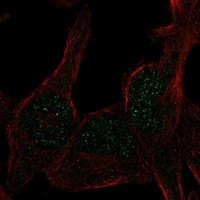 RAD26L Antibody in Immunocytochemistry (ICC/IF)