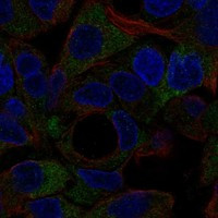 NOTUM Antibody in Immunocytochemistry (ICC/IF)