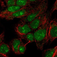 PINX1 Antibody in Immunocytochemistry (ICC/IF)