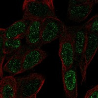 ZNF568 Antibody in Immunocytochemistry (ICC/IF)