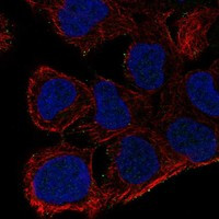 AKAP7 Antibody in Immunocytochemistry (ICC/IF)