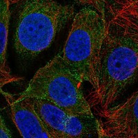 SAPAP3 Antibody in Immunocytochemistry (ICC/IF)