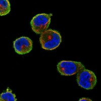 TXNDC3 Antibody in Immunocytochemistry (ICC/IF)