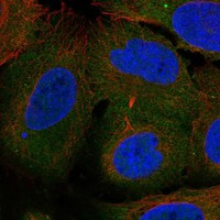 ARHGEF40 Antibody in Immunocytochemistry (ICC/IF)