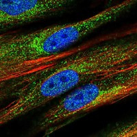 PCDHGB3 Antibody in Immunocytochemistry (ICC/IF)