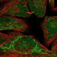 IGSF22 Antibody in Immunocytochemistry (ICC/IF)
