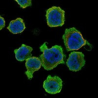 PPP1R27 Antibody in Immunocytochemistry (ICC/IF)