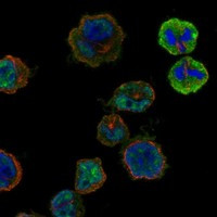 HORMAD2 Antibody in Immunocytochemistry (ICC/IF)