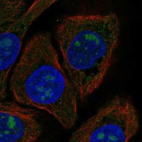 CYB561A3 Antibody in Immunocytochemistry (ICC/IF)