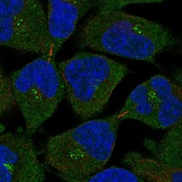MS4A12 Antibody in Immunocytochemistry (ICC/IF)
