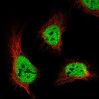 ANKFN1 Antibody in Immunocytochemistry (ICC/IF)