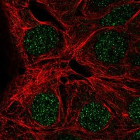 MAGEA9 Antibody in Immunocytochemistry (ICC/IF)