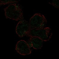 SIGLEC11 Antibody in Immunocytochemistry (ICC/IF)