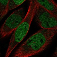 KLHL11 Antibody in Immunocytochemistry (ICC/IF)