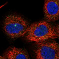 FNIP2 Antibody in Immunocytochemistry (ICC/IF)