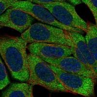KLRF1 Antibody in Immunocytochemistry (ICC/IF)