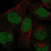 ANKRD20A3P Antibody in Immunocytochemistry (ICC/IF)