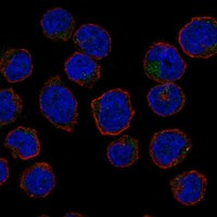 ERMAP Antibody in Immunocytochemistry (ICC/IF)