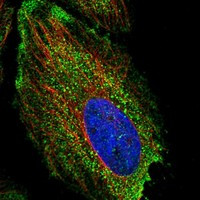 NFKBID Antibody in Immunocytochemistry (ICC/IF)