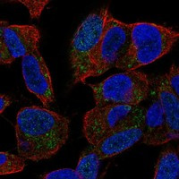 SPAG11B Antibody in Immunocytochemistry (ICC/IF)