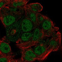 EFCAB12 Antibody in Immunocytochemistry (ICC/IF)