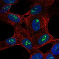 SH2D7 Antibody in Immunocytochemistry (ICC/IF)