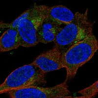 APBA2 Antibody in Immunocytochemistry (ICC/IF)