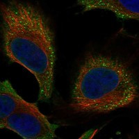 SPANXN4 Antibody in Immunocytochemistry (ICC/IF)