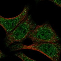 DND1 Antibody in Immunocytochemistry (ICC/IF)