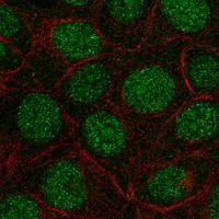 FAM90A1 Antibody in Immunocytochemistry (ICC/IF)