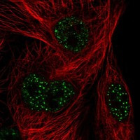 FAM71A Antibody in Immunocytochemistry (ICC/IF)