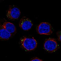 CD300c Antibody in Immunocytochemistry (ICC/IF)