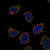 CD300LB Antibody in Immunocytochemistry (ICC/IF)