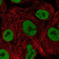 PLEKHG7 Antibody in Immunocytochemistry (ICC/IF)
