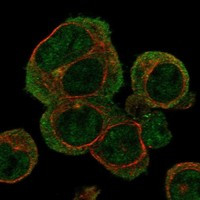 HBZ Antibody in Immunocytochemistry (ICC/IF)