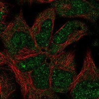 NPHP4 Antibody in Immunocytochemistry (ICC/IF)