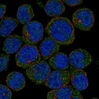 CLECL1 Antibody in Immunocytochemistry (ICC/IF)