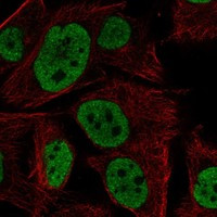 LRRC75A Antibody in Immunocytochemistry (ICC/IF)