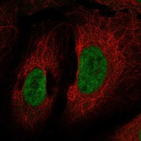 CHD9 Antibody in Immunocytochemistry (ICC/IF)