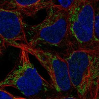 ANKRD63 Antibody in Immunocytochemistry (ICC/IF)