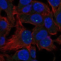 LACTBL1 Antibody in Immunocytochemistry (ICC/IF)