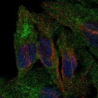 PCDHB5 Antibody in Immunocytochemistry (ICC/IF)