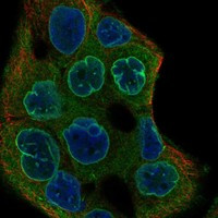 C22orf31 Antibody in Immunocytochemistry (ICC/IF)