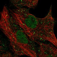 PGLYRP1 Antibody in Immunocytochemistry (ICC/IF)
