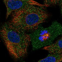 HSPBP1 Antibody in Immunocytochemistry (ICC/IF)