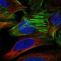 EFR3B Antibody in Immunocytochemistry (ICC/IF)