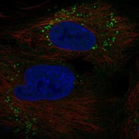 GOLGA6A Antibody in Immunocytochemistry (ICC/IF)