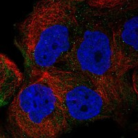 FMO4 Antibody in Immunocytochemistry (ICC/IF)